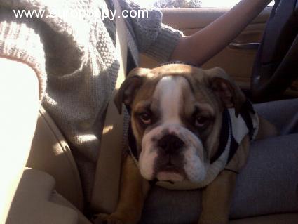 Henry - Mini Englishche Bulldog, Euro Puppy review from United States