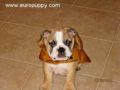 Henry - Miniature English Bulldog, Euro Puppy review from United States