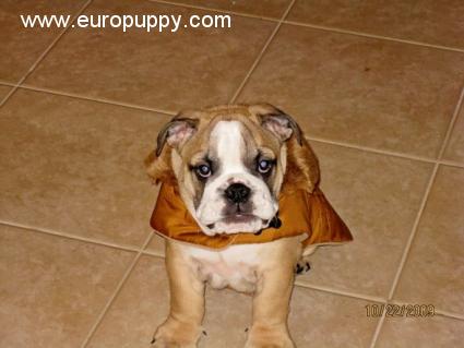 Henry - Mini Englishche Bulldog, Euro Puppy Referenzen aus United States