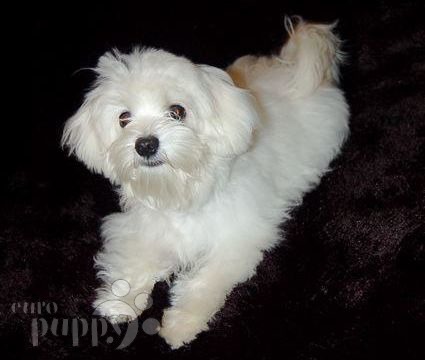 Polo - Maltese, Euro Puppy review from Italy