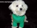 Polo - Maltese, Euro Puppy review from Italy