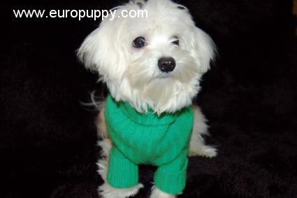 Polo - Maltese, Euro Puppy review from Italy