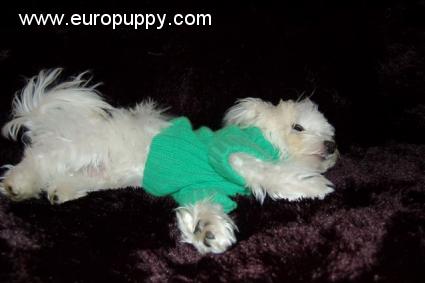 Polo - Malteser, Euro Puppy review from Italy