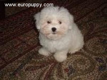 Mascot - Bolognese, Euro Puppy review from Belgium