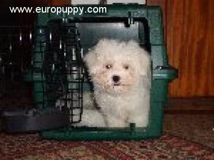 Mascot - Bichón Bolonés, Euro Puppy review from Belgium