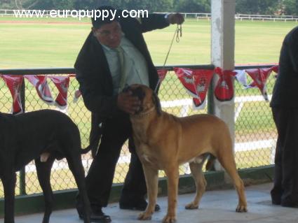 Oso - Englischer Mastiff, Euro Puppy review from Nicaragua