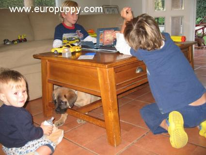 Oso - Mastín Inglés, Referencias de Euro Puppy desde Nicaragua