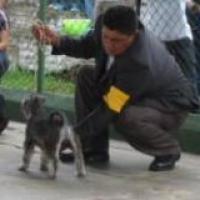 Milady - Zwergschnauzer, Euro Puppy Referenzen aus Nicaragua
