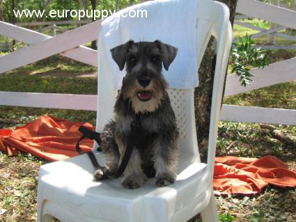 Milady - Schnauzer Miniatura, Euro Puppy review from Nicaragua