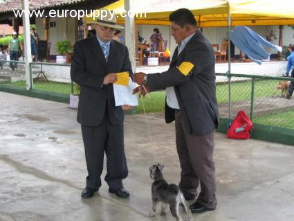 Milady - Miniature Schnauzer, Euro Puppy review from Nicaragua