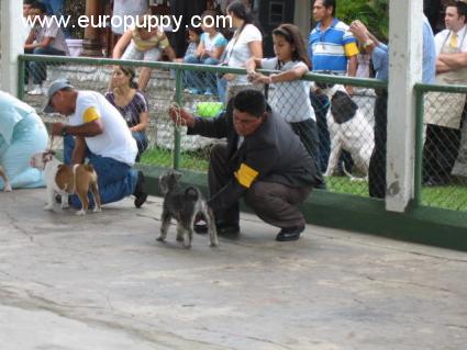 Milady - Schnauzer Miniatura, Referencias de Euro Puppy desde Nicaragua