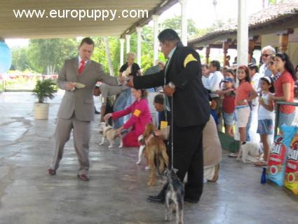 Milady - Miniature Schnauzer, Euro Puppy review from Nicaragua