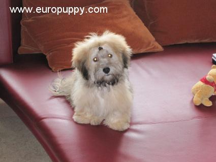 Happy - Havaneser, Euro Puppy review from India