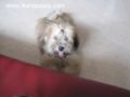Happy - Havanese, Euro Puppy review from India