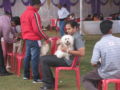 Happy - Bichón Habanero, Referencias de Euro Puppy desde India