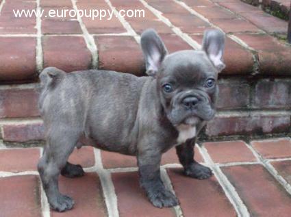 Andre - Französische Bulldogge, Euro Puppy Referenzen aus United States