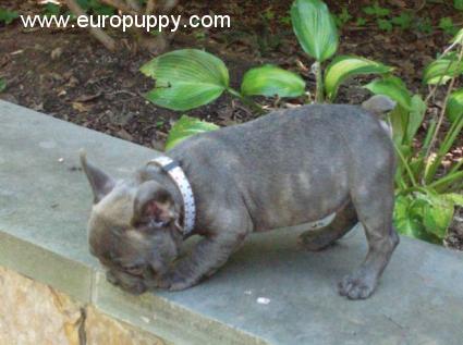 Andre - Französische Bulldogge, Euro Puppy Referenzen aus United States