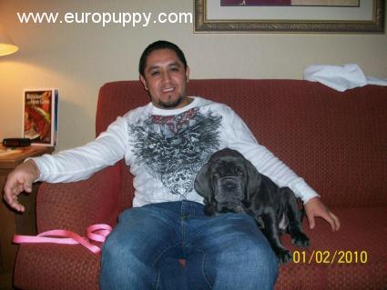 Bella - Neapolitan Mastiff, Euro Puppy review from United States