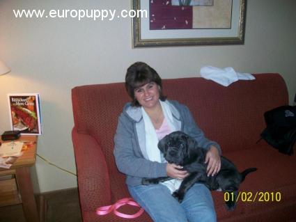 Bella - Mastino Neapolitano, Euro Puppy Referenzen aus United States