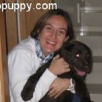 Choco - Labrador Retriever, Euro Puppy Referenzen aus United Arab Emirates