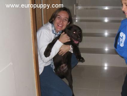 Choco - Labrador Retriever, Referencias de Euro Puppy desde United Arab Emirates