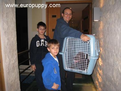 Choco - Labrador Retriever, Euro Puppy Referenzen aus United Arab Emirates