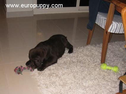 Choco - Labrador Retriever, Referencias de Euro Puppy desde United Arab Emirates