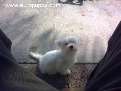 Farao - Maltese, Euro Puppy review from Saudi Arabia