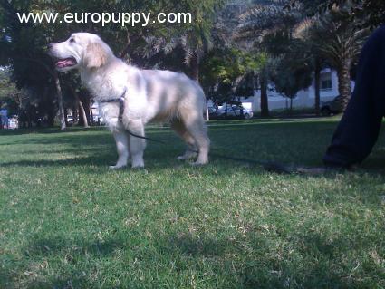 Dusty - Golden Retriever, Referencias de Euro Puppy desde United Arab Emirates