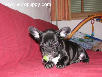 Diesel - Französische Bulldogge, Euro Puppy Referenzen aus Canada