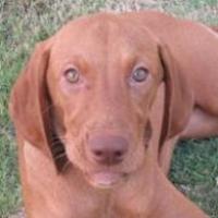 Shyla - Hungarian Vizsla, Euro Puppy review from United Arab Emirates