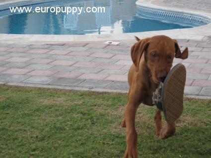 Shyla - Magyar Vizsla, Euro Puppy review from United Arab Emirates