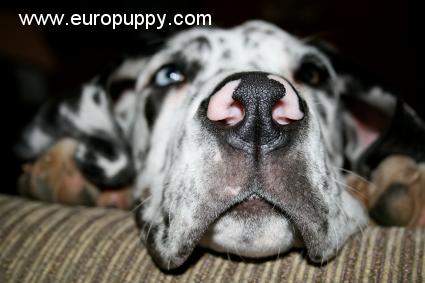 Jenna - Deutsche Dogge, Euro Puppy Referenzen aus United States