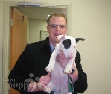 Zoe - Bull Terrier, Euro Puppy review from United States