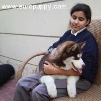 Drake - Husky Siberiano, Referencias de Euro Puppy desde United Arab Emirates