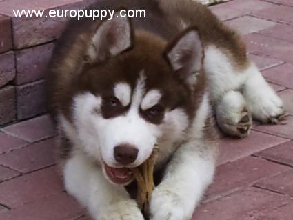 Drake - Husky Siberiano, Referencias de Euro Puppy desde United Arab Emirates