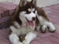 Drake - Siberian Husky, Euro Puppy review from United Arab Emirates