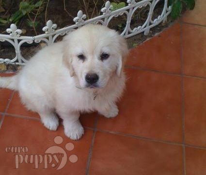 Magic - Golden Retriever, Euro Puppy review from Saudi Arabia