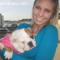 Chelsea - Mini Bulldog Inglés, Referencias de Euro Puppy desde United States