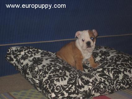 Chelsea - Mini Englishche Bulldog, Euro Puppy review from United States