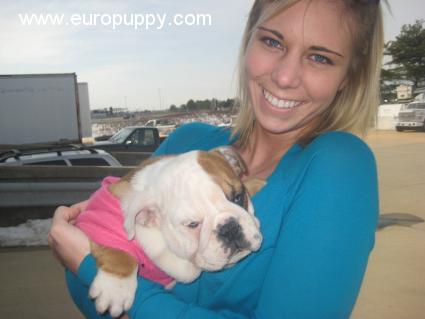 Chelsea - Mini Bulldog Inglés, Euro Puppy review from United States