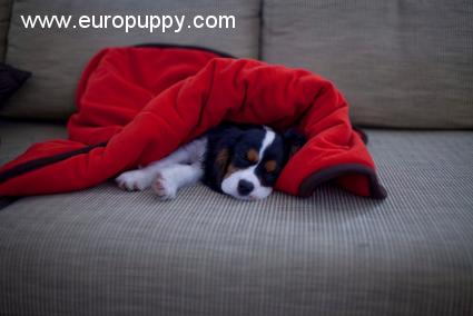Henrik - Cavalier King Charles, Euro Puppy review from India