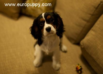 Henrik - Cavalier King Charles, Referencias de Euro Puppy desde India