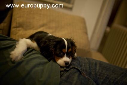 Henrik - Cavalier King Charles, Euro Puppy review from India
