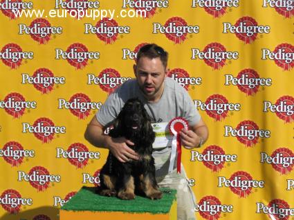 Clifford - Englischer Cocker Spaniel, Euro Puppy review from United Arab Emirates