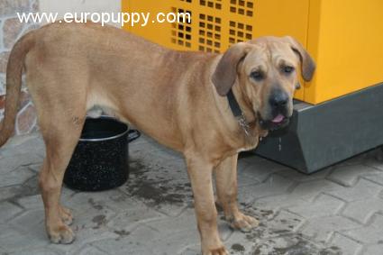 Rio - Fila Brasileño, Euro Puppy review from Ghana