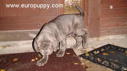 Tessio - Neapolitan Mastiff, Euro Puppy review from Finland