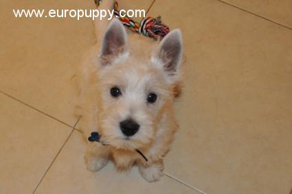 Andre - West Highland White Terrier, Referencias de Euro Puppy desde Oman