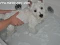 Andre - West Highland White Terrier, Euro Puppy review from Oman