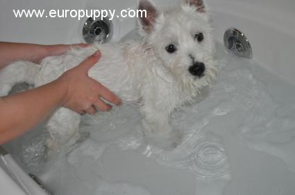 Andre - West Highland White Terrier, Euro Puppy review from Oman